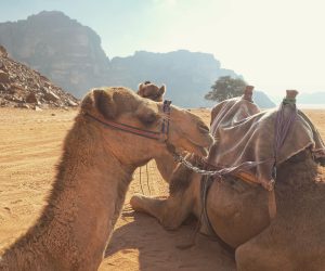 jazda na ťavách vo Wadi Rum